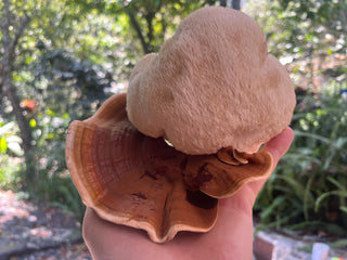 Reishi, Lionsmane